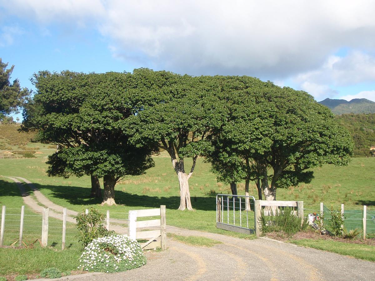Nga Puriri Bed And Breakfast Hicks Bay Ngoại thất bức ảnh